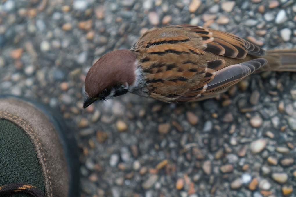 愛しいスズメ