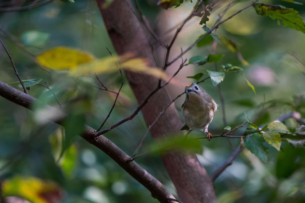 日本最小の野鳥（キクイタダキ）