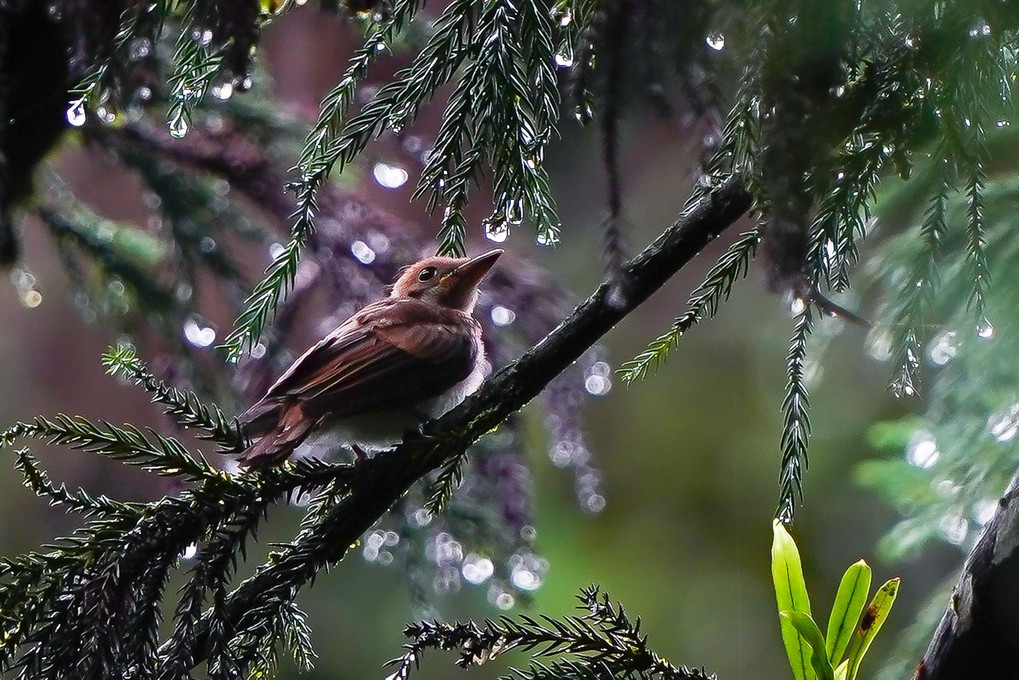 雨の森、巣立ち8日目の三光鳥（サンコウチョウ）幼鳥