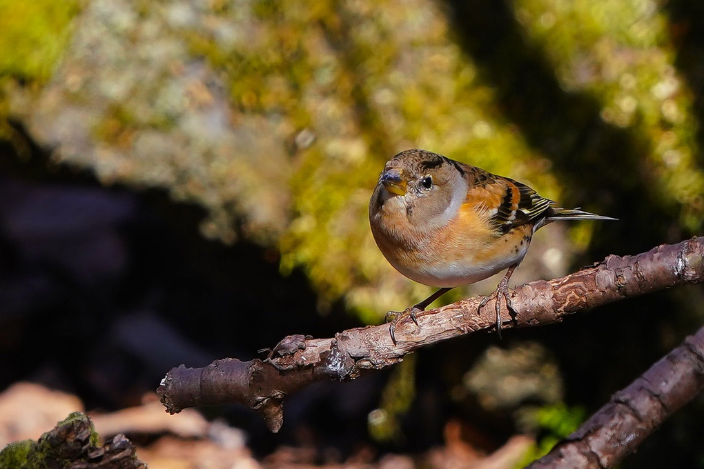 山の身近な野鳥たち（コガラ・アトリ・ヒガラ）