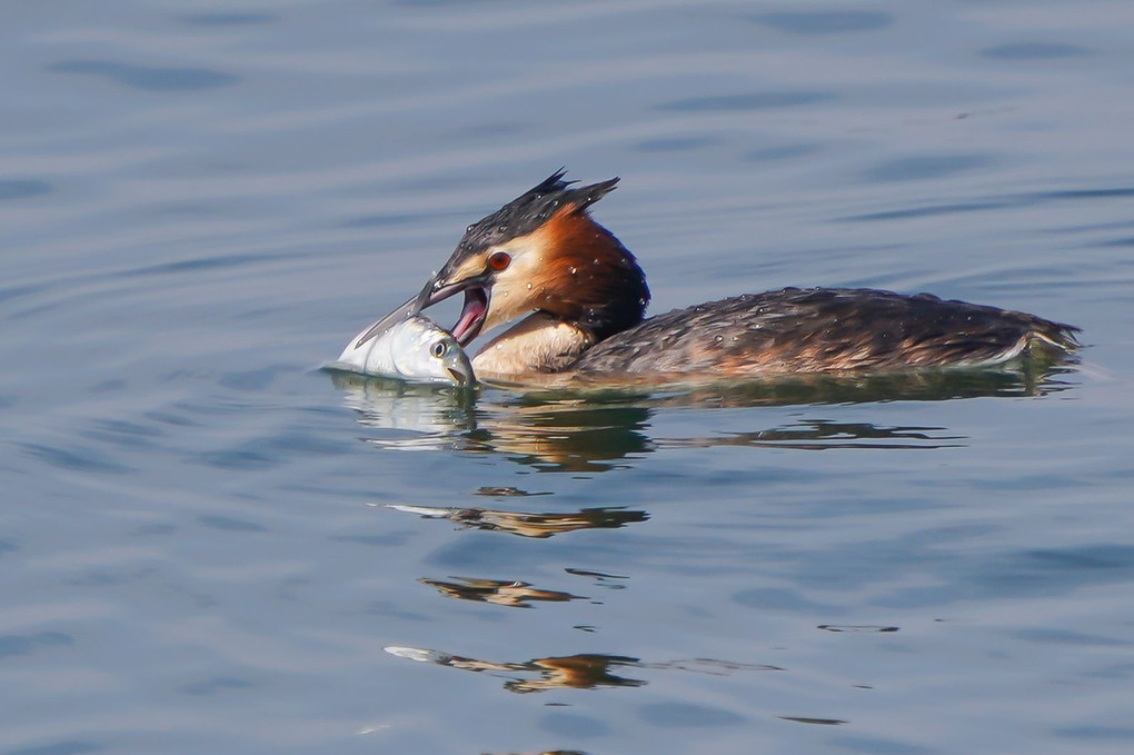 夏羽のカイツブリ（鳰）達