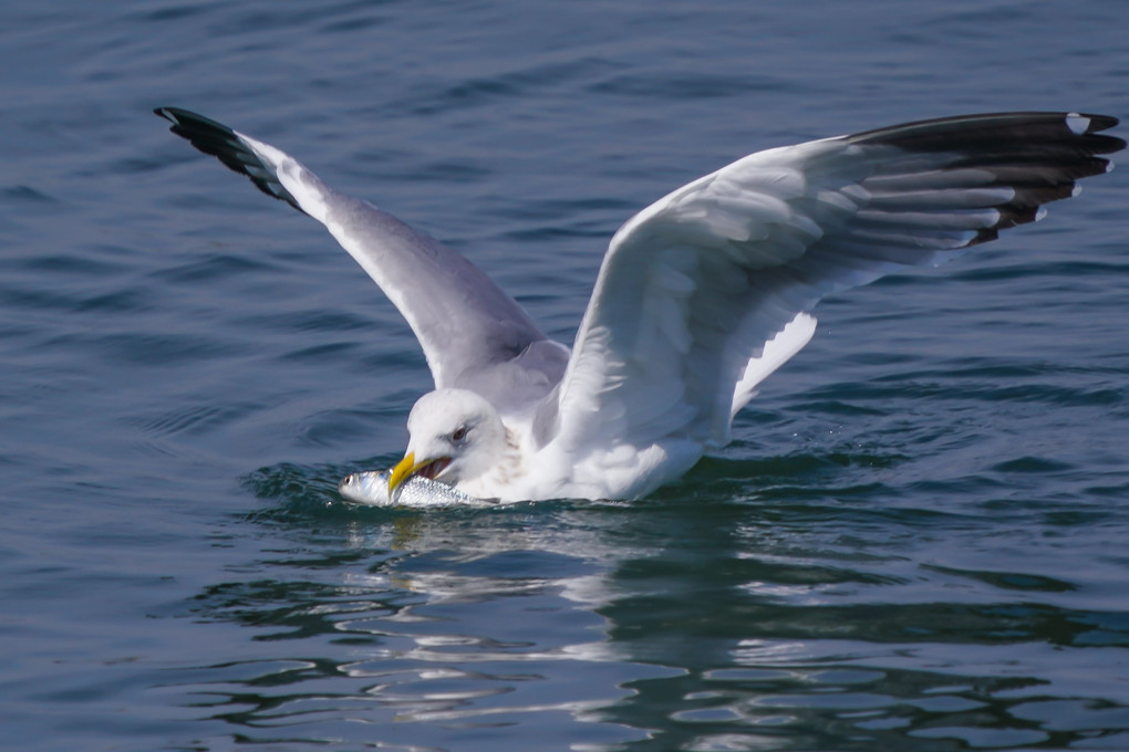 夏羽のカイツブリ（鳰）達