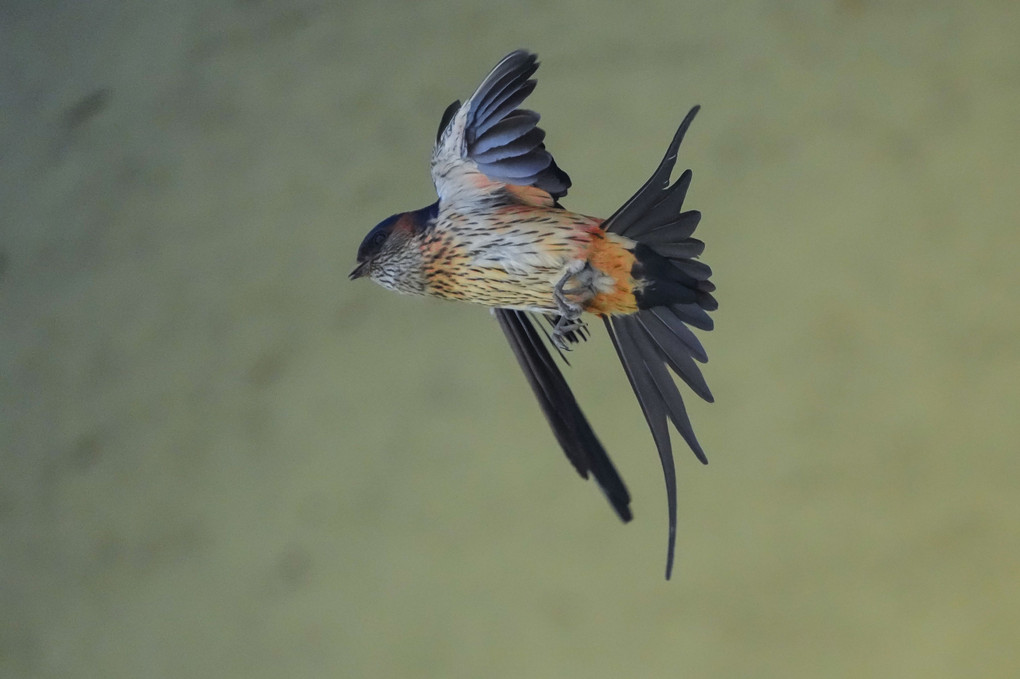 コシアカツバメ（腰赤燕）、飛翔