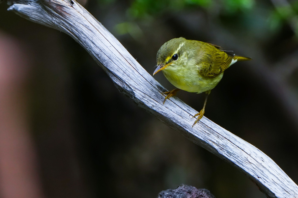 メボソムシクイ（目細虫食）