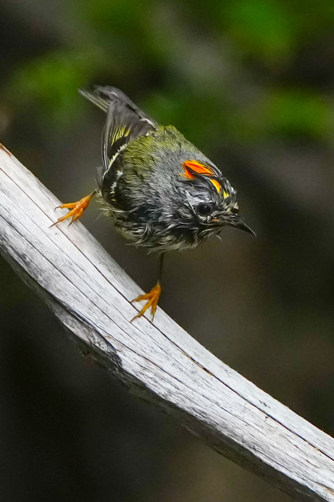 日本最小の野鳥、キクイタダキ（菊戴）