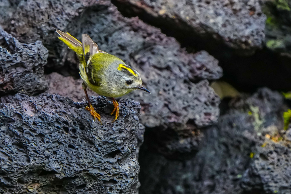 日本最小の野鳥、キクイタダキ（菊戴）