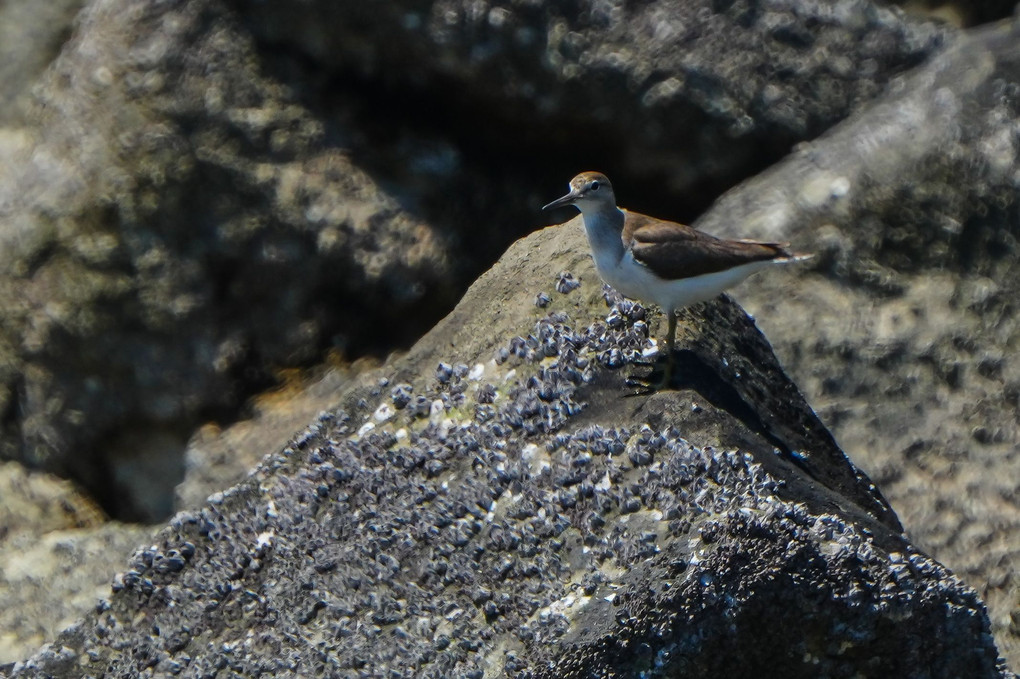 東京港の野鳥たち（ササゴイ、セイタカシギ、イソシギ）