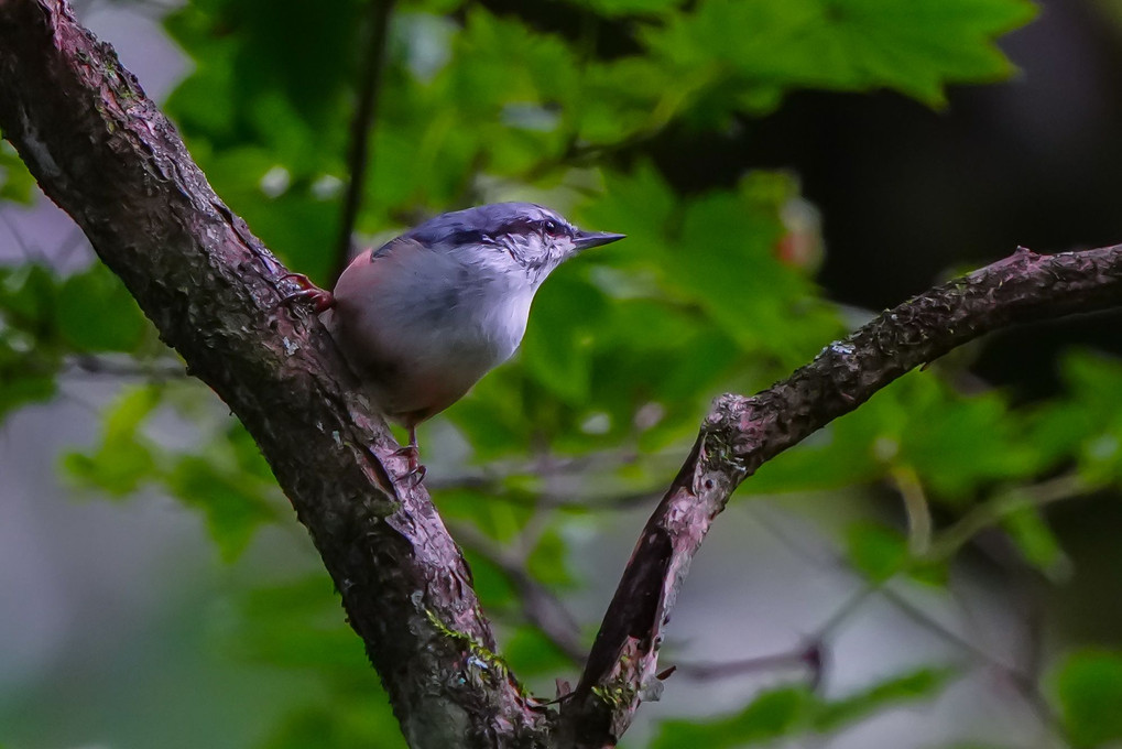 お山のゴジュウカラ（五十雀）