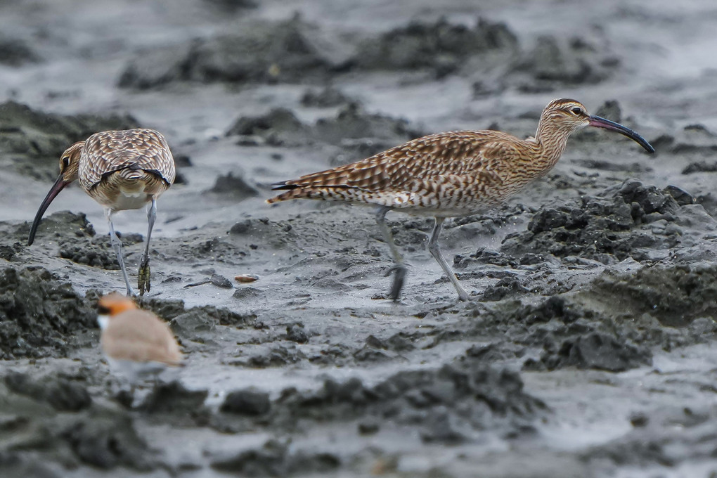 雨の干潟のチュウシャクシギ（中杓鷸）、ホウロクシギ（焙烙鷸）