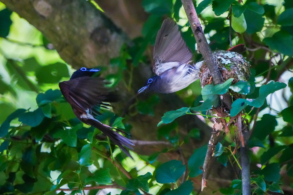 給餌交代のサンコウチョウ（三光鳥）ペア