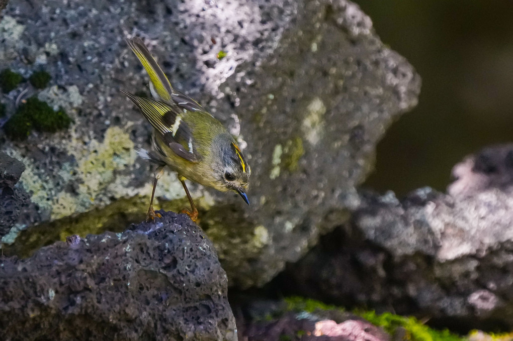 日本最小の野鳥、キクイタダキ（菊戴）満開！