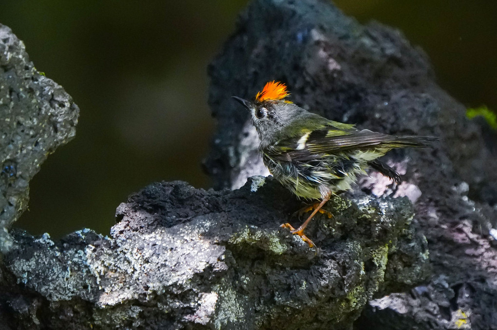 日本最小の野鳥、キクイタダキ（菊戴）満開！