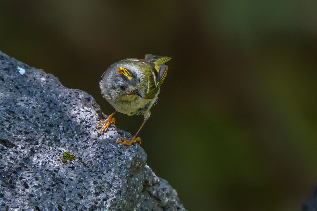 日本最小の野鳥、キクイタダキ（菊戴）満開！