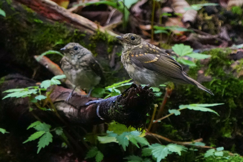 お山のキビタキ（黄鶲）幼鳥