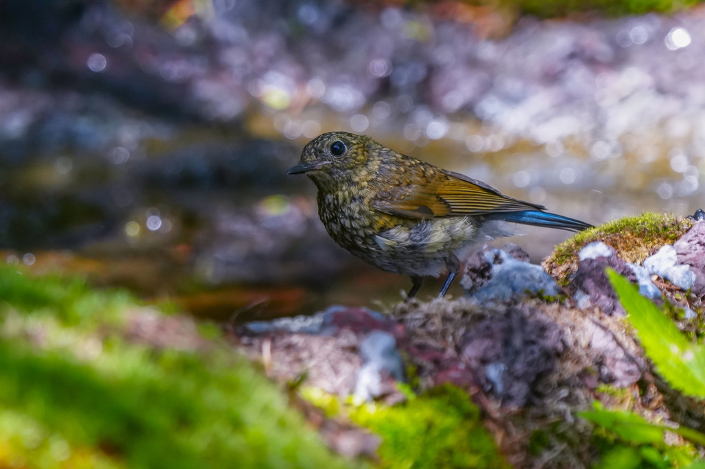 真夏のルリビタキ（瑠璃鶲）オス・メス・幼鳥