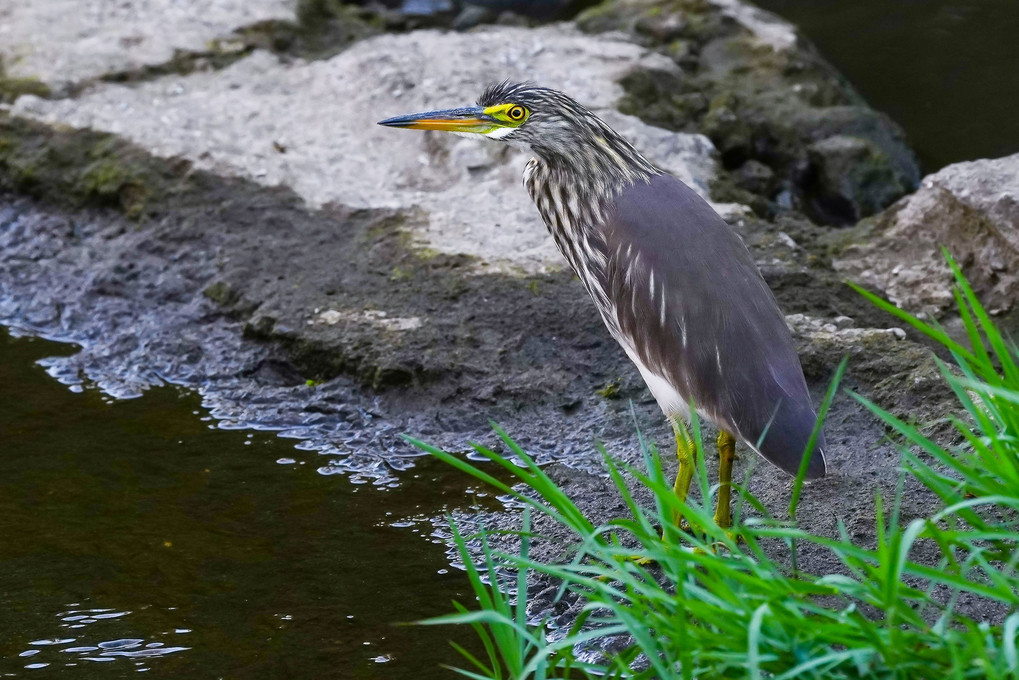 アカガシラサギ（赤頭鷺）の冬