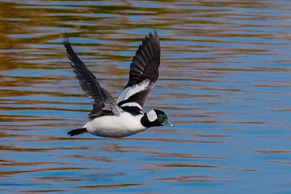 珍鳥、ヒメハジロ（姫羽白）来たる