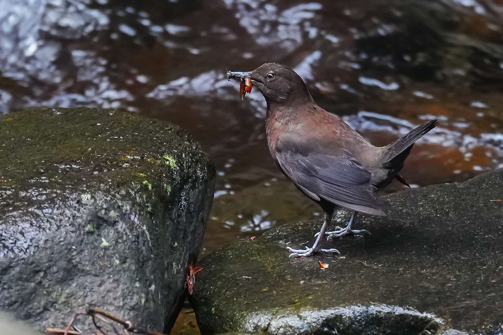 営巣中のカワガラス（河烏）