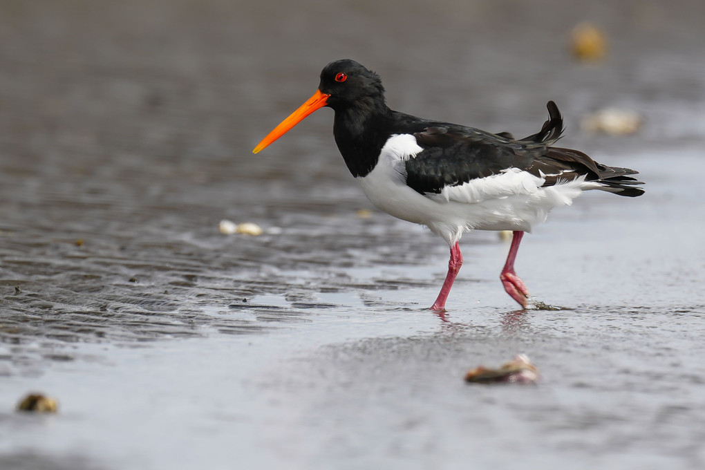 春の干潟の野鳥たち