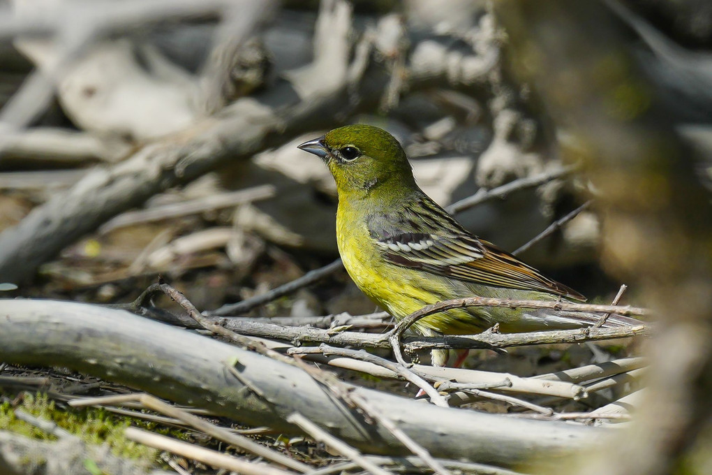 夏鳥、ノジコ（野路子）