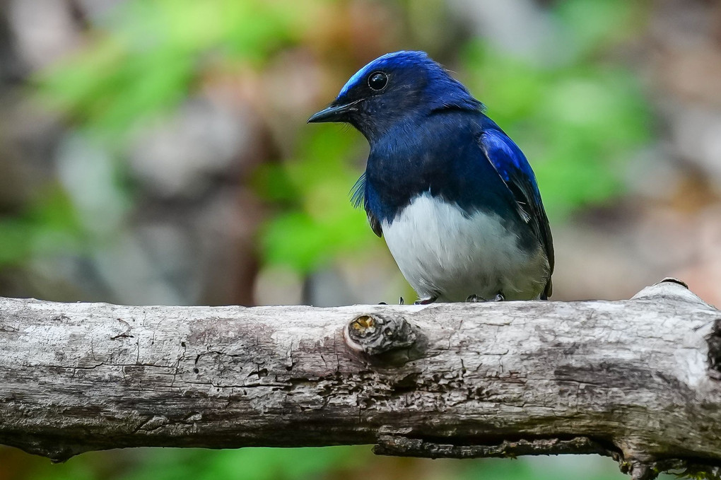 水場の夏鳥たち、クロツグミ（黒鶫）他