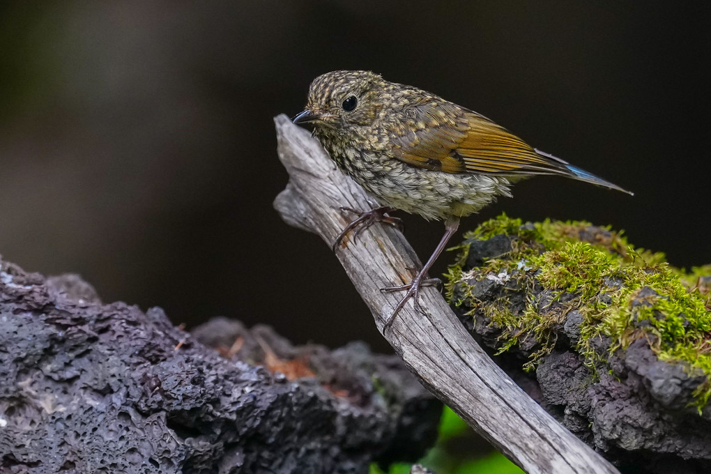 ルリビタキ（瑠璃鶲）幼鳥