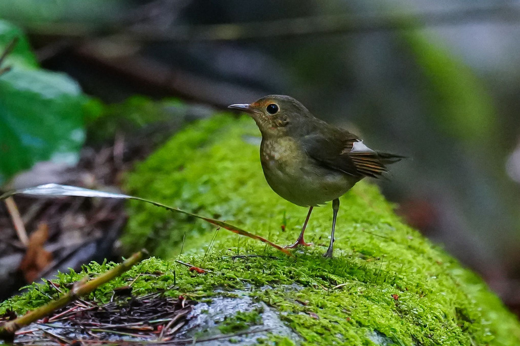 コルリ（小瑠璃）、ソウシチョウ（相想鳥）の幼鳥