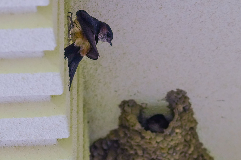 営巣中のコシアカツバメ（腰赤燕）