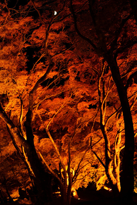 夜の香嵐渓