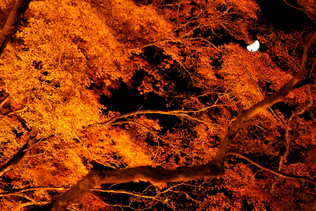 夜の香嵐渓