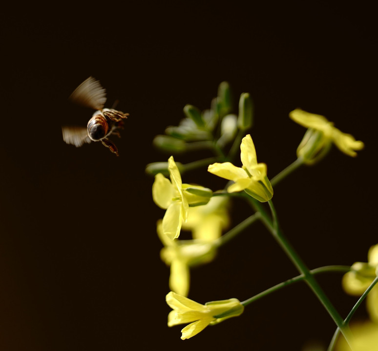 下からミツバチ