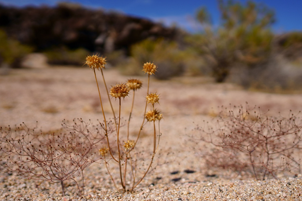 砂漠の踊る花