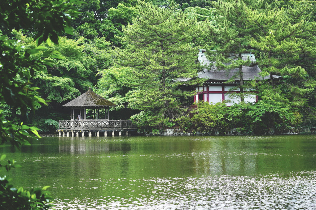 武蔵野の面影その②　深緑の三宝寺池