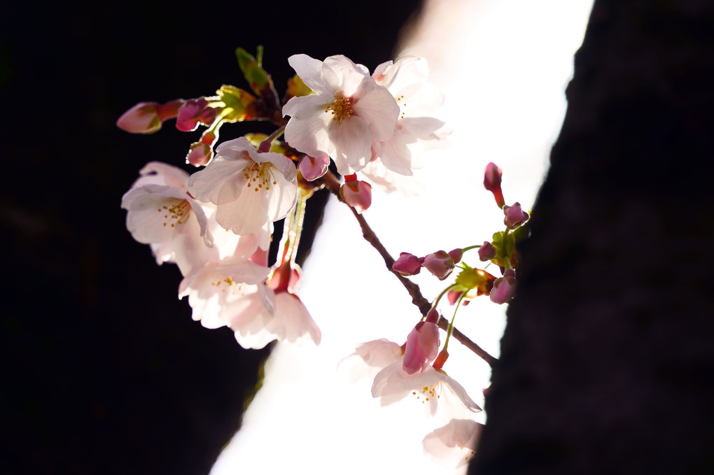 我が家の裏の池に咲いている桜、4態