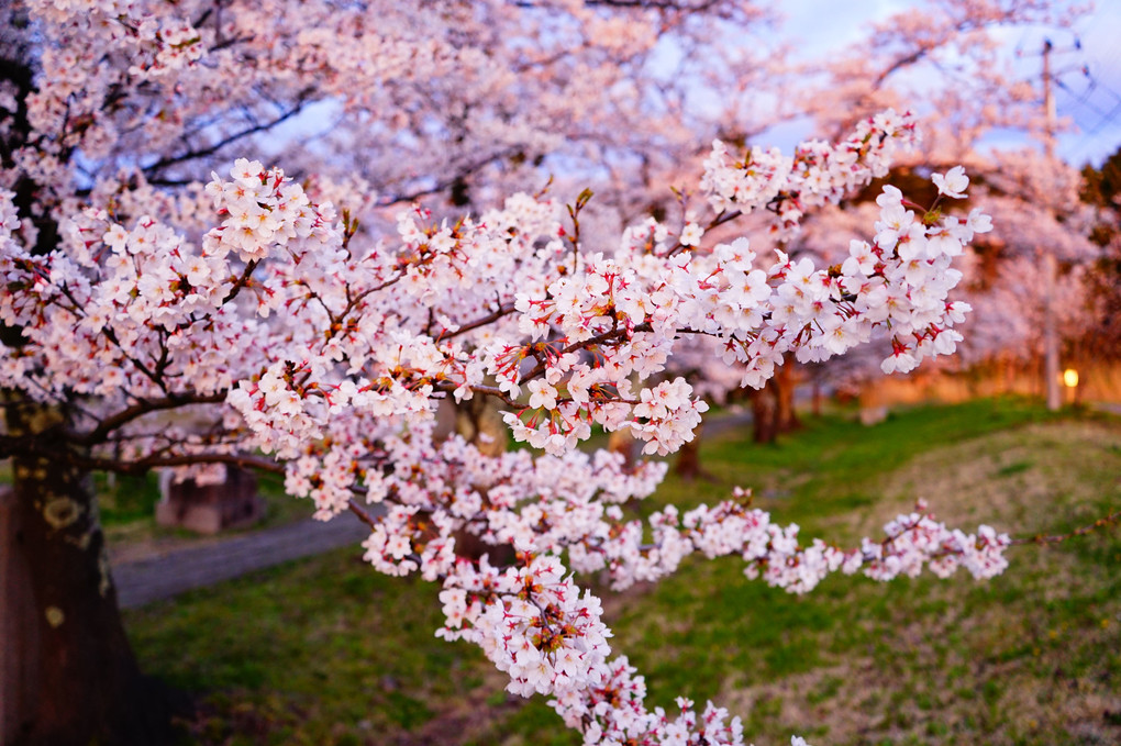 春彩花  桜