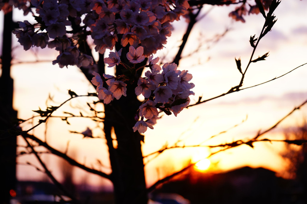 春彩花  桜