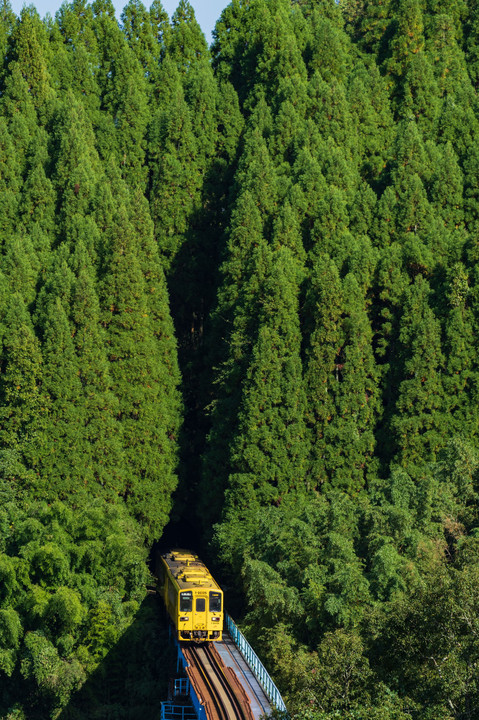 森から顔を出した黄色い列車
