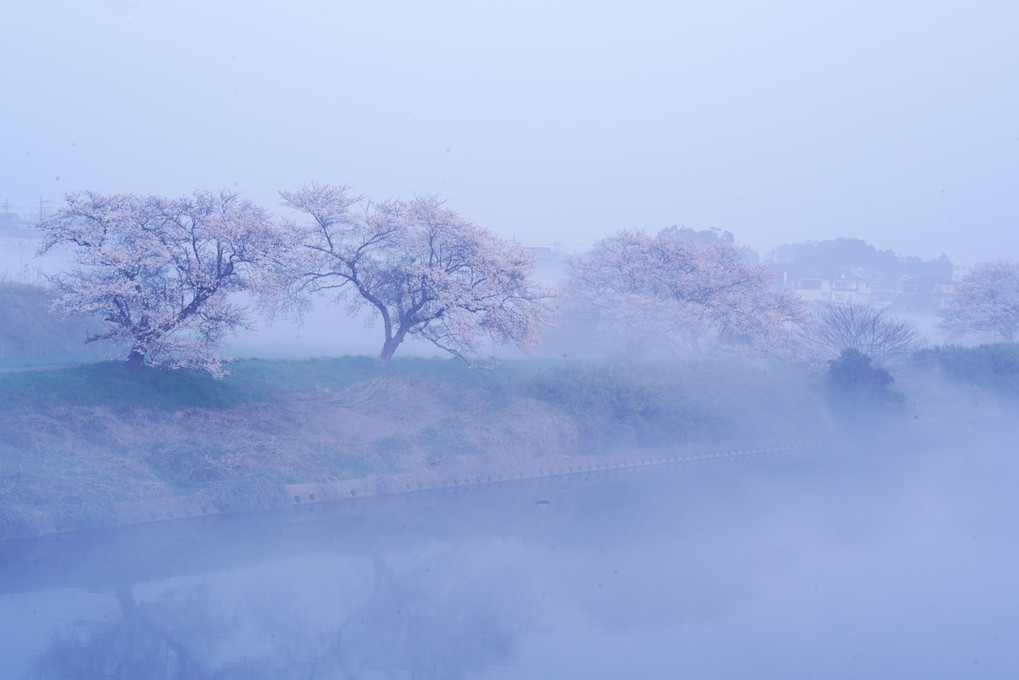 朝靄の桜
