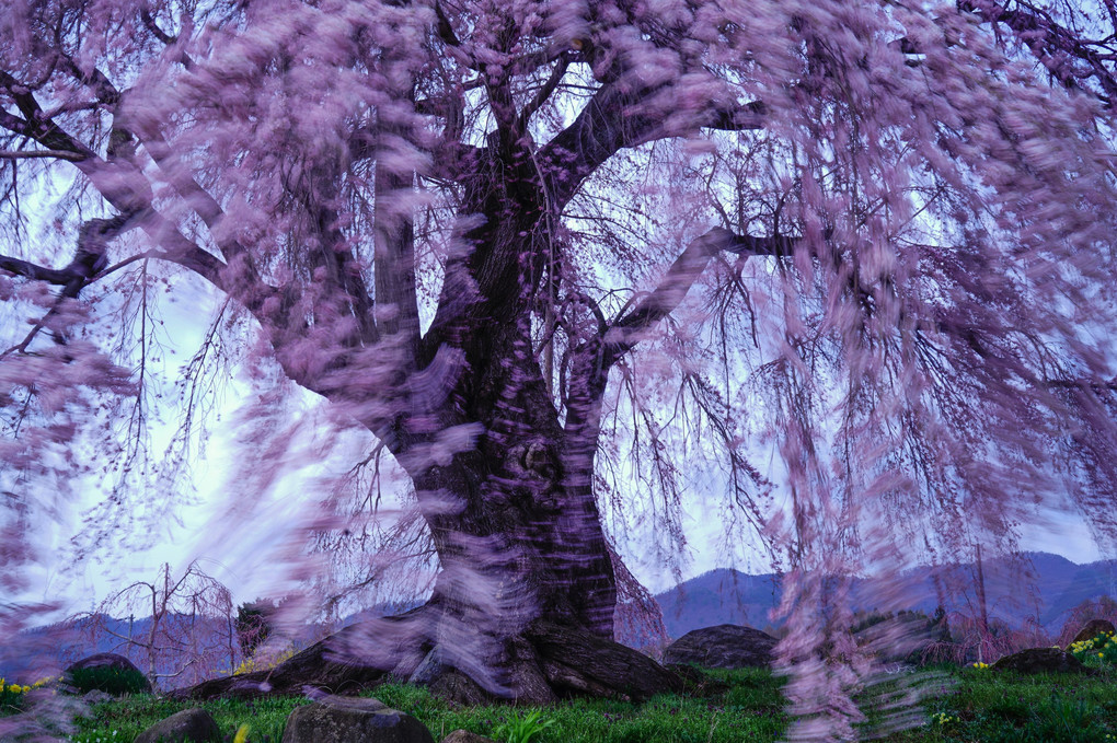 和美の桜　乱れ咲き