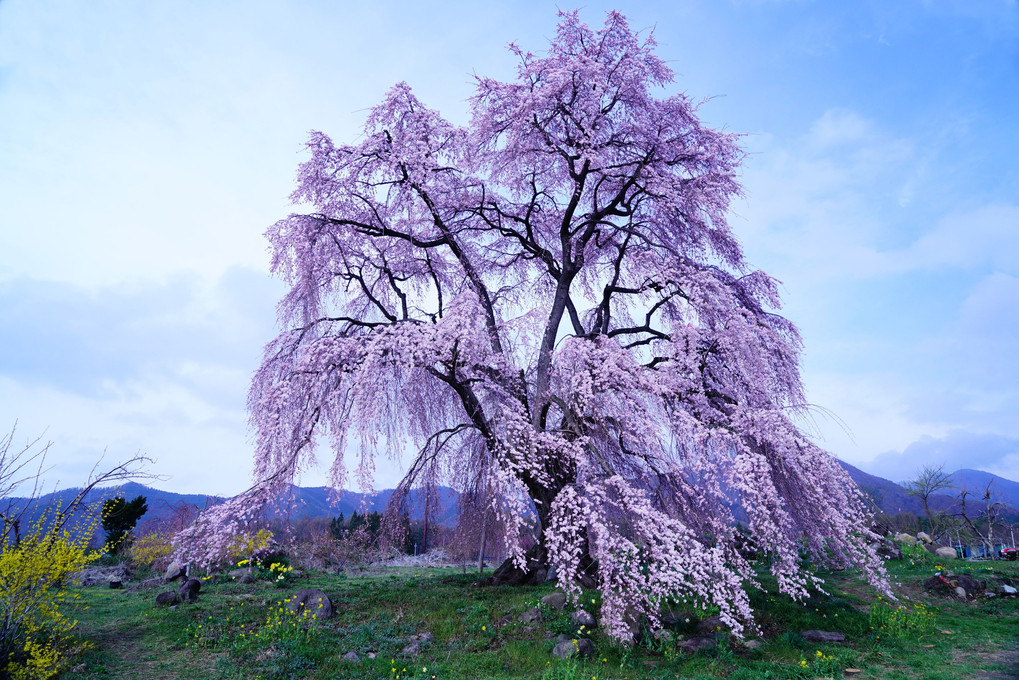 奥信濃の枝垂桜