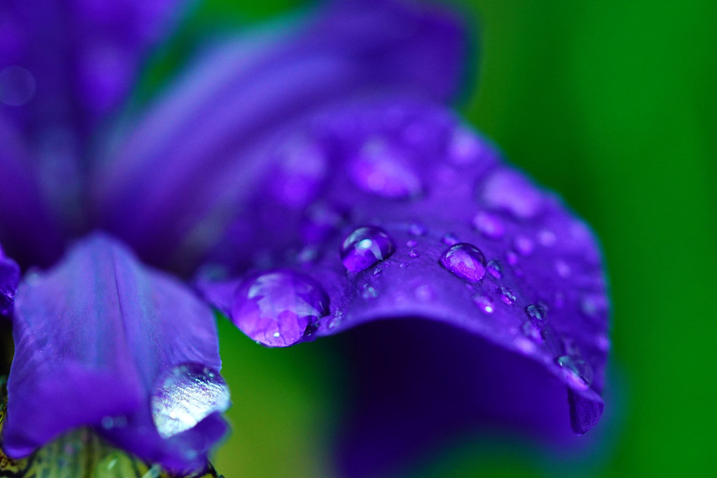 濡れる花弁