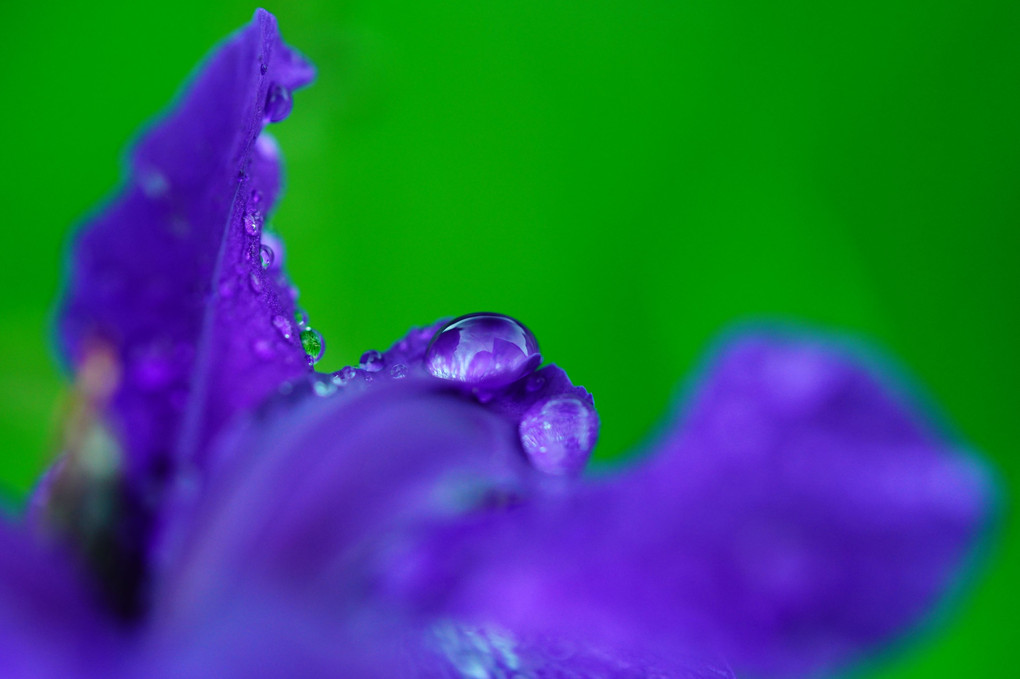 濡れる花弁