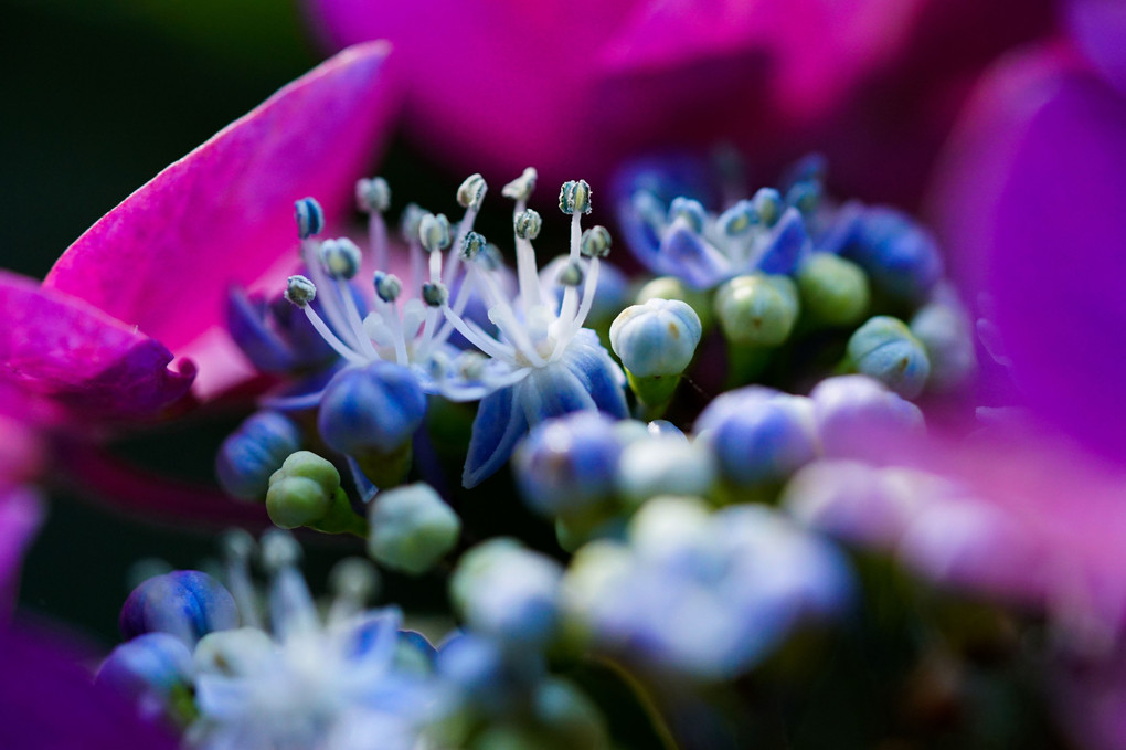 京紫色の額紫陽花