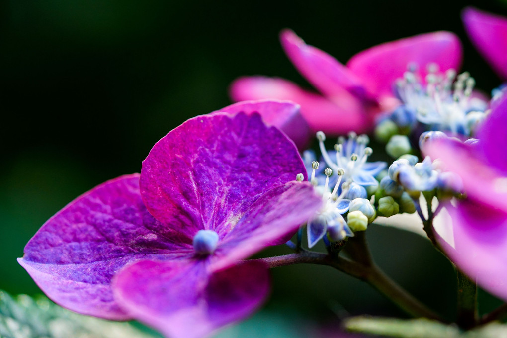 京紫色の額紫陽花