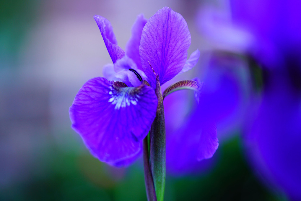 庭の菖蒲