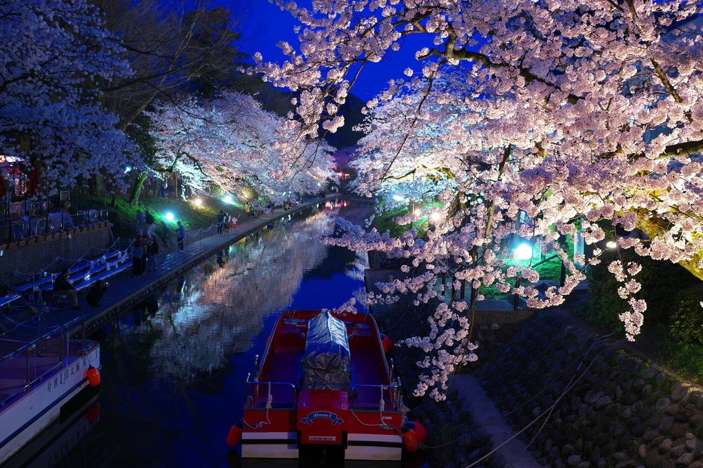 桜満開の松川