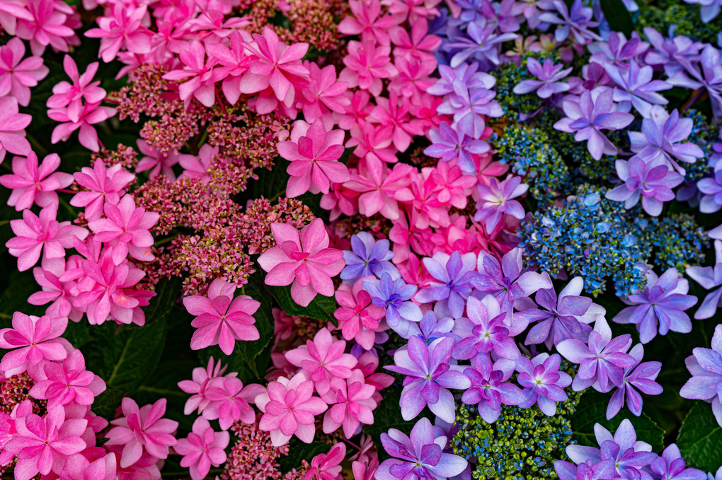 Be in Bloom ! 紫陽花