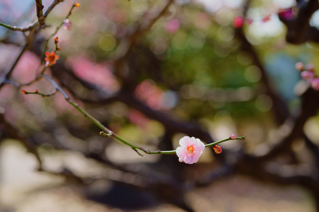 春が来る