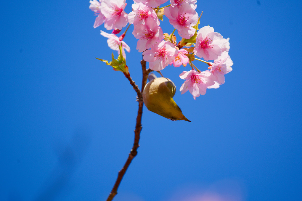 春を告げる花、鳥。