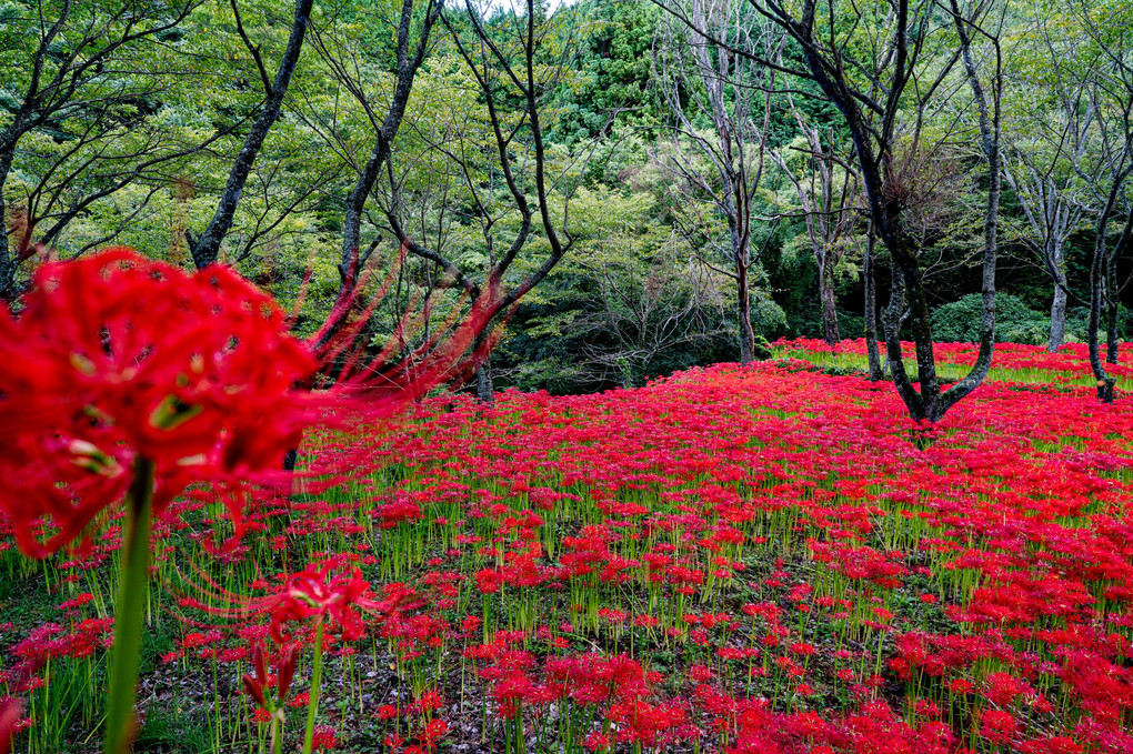 紅花の山野